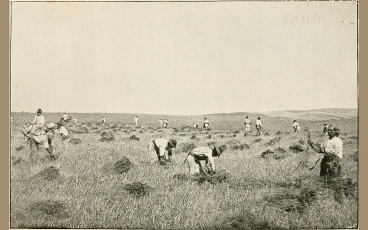 Frutos Silvestres de Oto&ntilde;o en Espa&ntilde;a: Gu&iacute;a de Recolecci&oacute;n - imagen ilustrativa