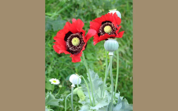 Hierbas Arom&aacute;ticas Silvestres: Las Mejores para Cocinar en el Monte - imagen ilustrativa