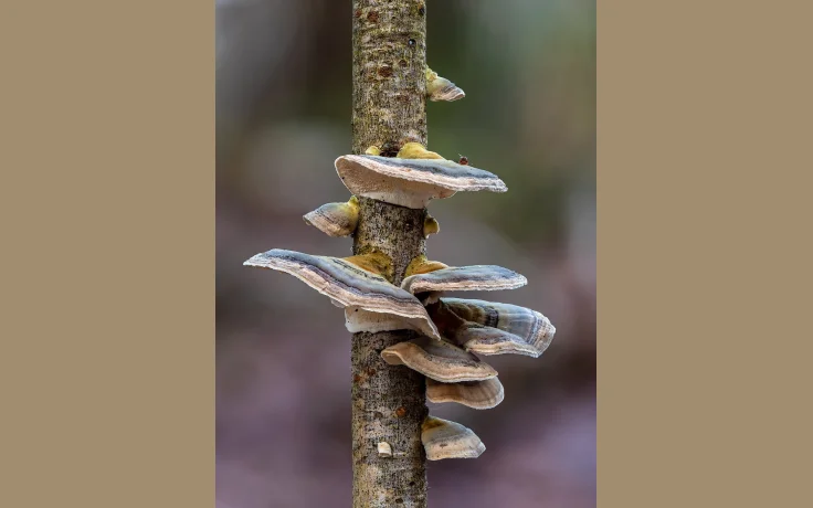 El Hongo Yesca (Fomes fomentarius): El Encendedor de los Vikingos - imagen ilustrativa