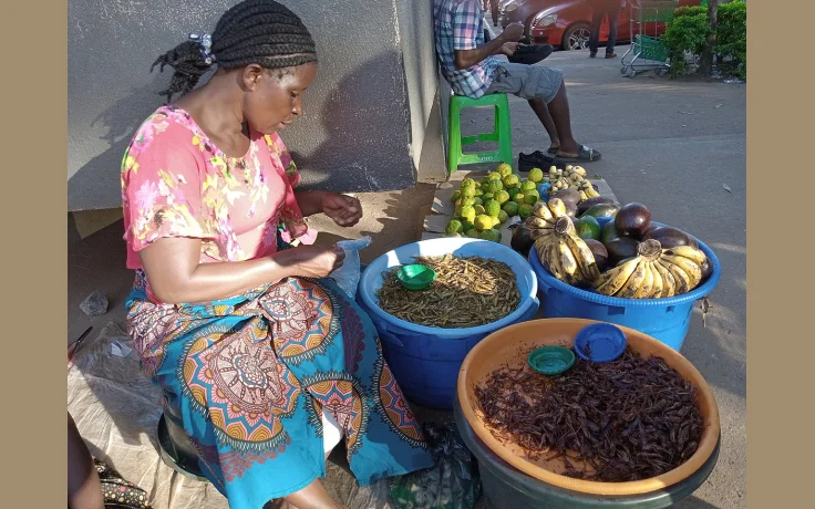 Insectos Comestibles para Supervivencia: Prote&iacute;na de Emergencia - imagen ilustrativa