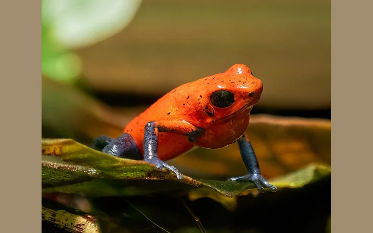 Intoxicaci&oacute;n por Seta o Planta en el Campo: Qu&eacute; Hacer Inmediatamente - imagen ilustrativa