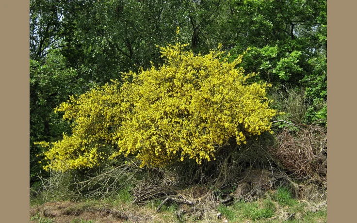 El Mejor Cuchillo Bushcraft en 2025: Comparativa y Gu&iacute;a de Compra - imagen ilustrativa