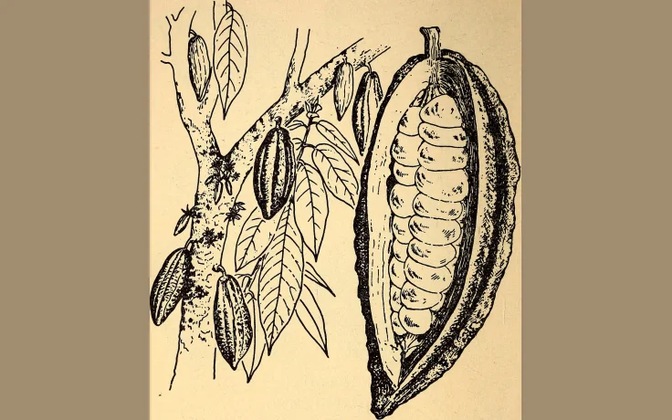 Plantas Comestibles del Bosque Espa&ntilde;ol: Gu&iacute;a Ilustrada - imagen ilustrativa