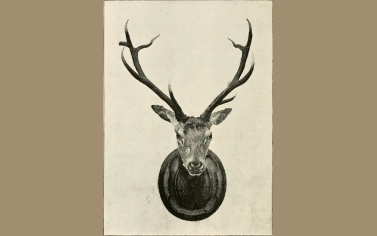 Plantas Silvestres de Primavera en Espa&ntilde;a: Qu&eacute; Recolectar en Marzo, Abril y Mayo - imagen ilustrativa