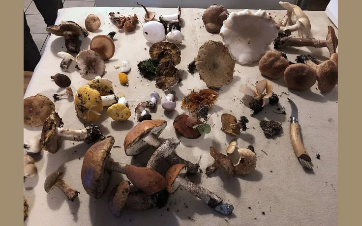 Setas Comestibles del Bosque: Gu&iacute;a de Identificaci&oacute;n Segura - imagen ilustrativa