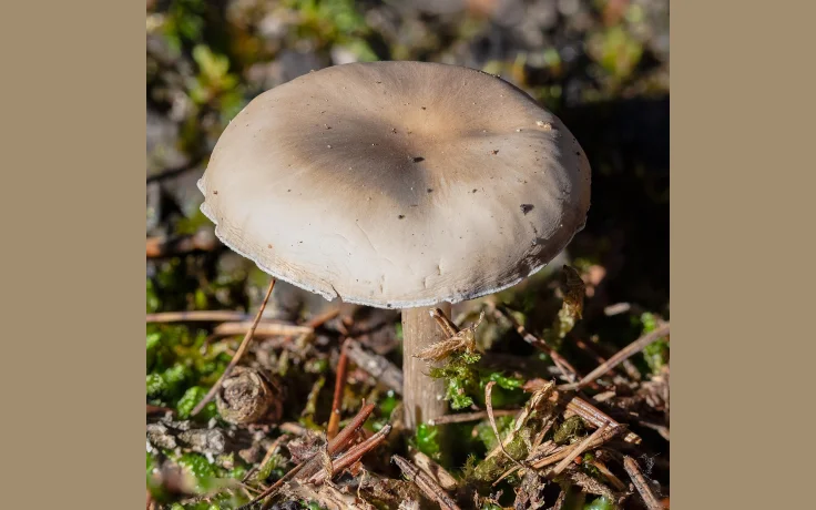 Setas Comestibles vs Venenosas en Espa&ntilde;a: C&oacute;mo Diferenciarlas - imagen ilustrativa