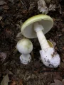 Amanita phalloides (Amanita phalloides)