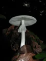 Amanita verna (Amanita verna)