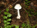 Amanita virosa (Amanita virosa)