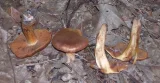 Cortinarius orellanus (Cortinarius orellanus)