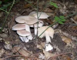Entoloma sinuatum (Entoloma sinuatum)
