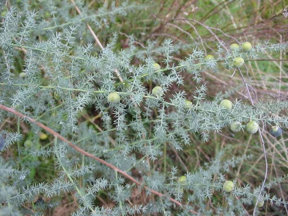 Esparraguera silvestre (Asparagus acutifolius)