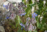 Borago officinalis (Borago officinalis)