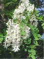 Robinia pseudoacacia (Robinia pseudoacacia)