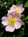 Rosa canina (Rosa canina)