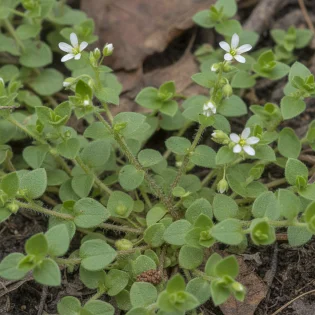 Pamplina (Stellaria media)