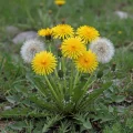 Taraxacum officinale (Taraxacum officinale)