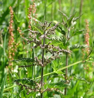 Ortiga (Urtica dioica)