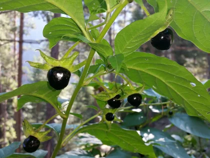 Belladona (Atropa belladonna)