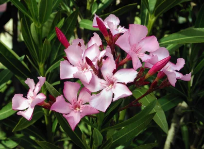 Adelfa (Nerium oleander)