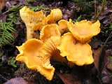 rebozuelo (Cantharellus cibarius)