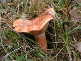 níscalo (Lactarius deliciosus)