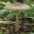 parasol (Macrolepiota procera)